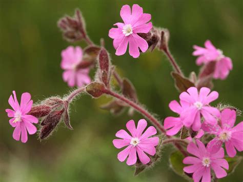 Perennial Garden Plants Uk | Fasci Garden