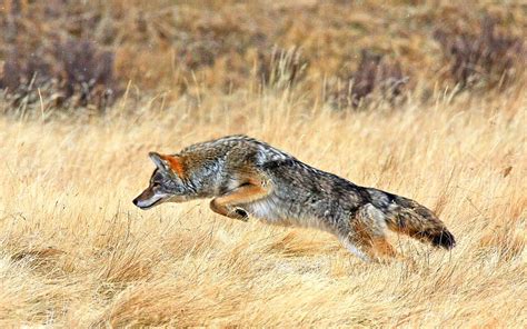 Coyote Hunting | Smithsonian Photo Contest | Smithsonian Magazine