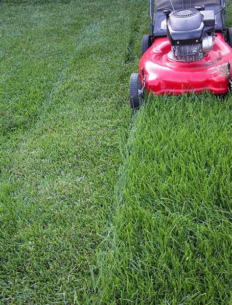 The Ideal Grass Mowing Height | Eden Grass Cutting Services