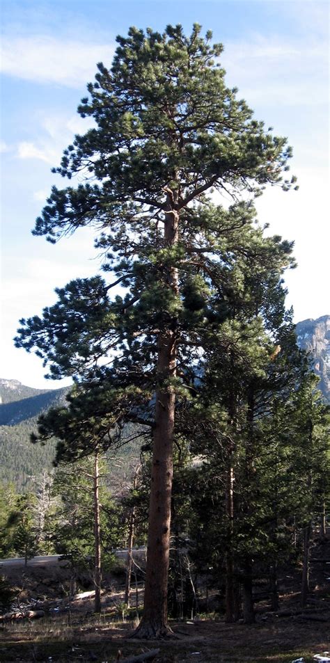 Rocky Mountain Bushcraft: Rocky Mountain Tree Identification: Ponderosa Pine Tree