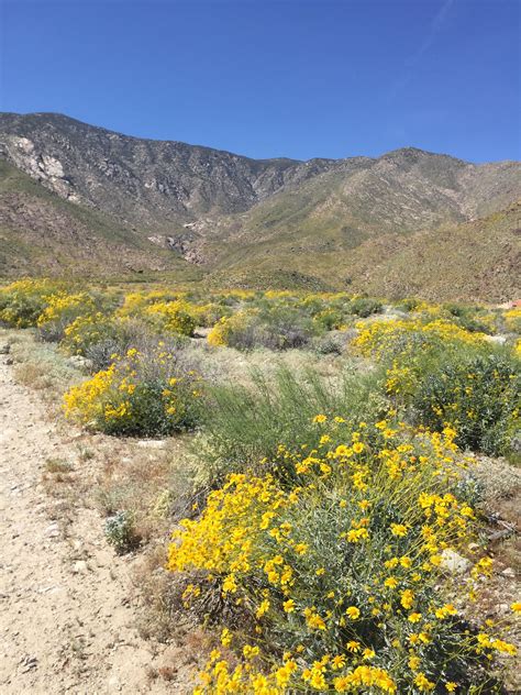 What are these yellow flowers that grow when it rains called? (Southern ...