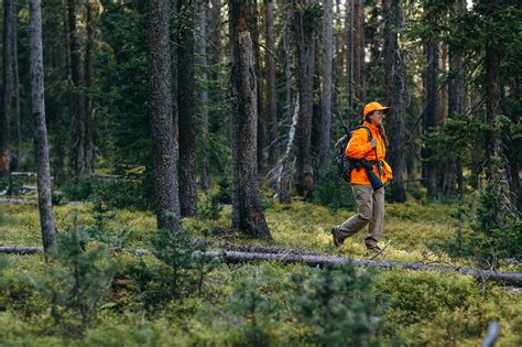 How to Hunt Elk in Colorado - Colorado Outdoors Online