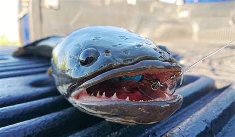 'It Breathes On Land': Invasive Northern Snakehead Fish Found in Georgia | OutdoorHub