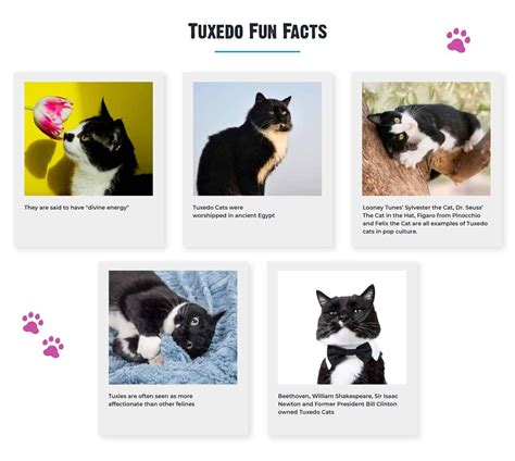 Tuxedo cat personality: how this dapper cat stands out - PetScreening