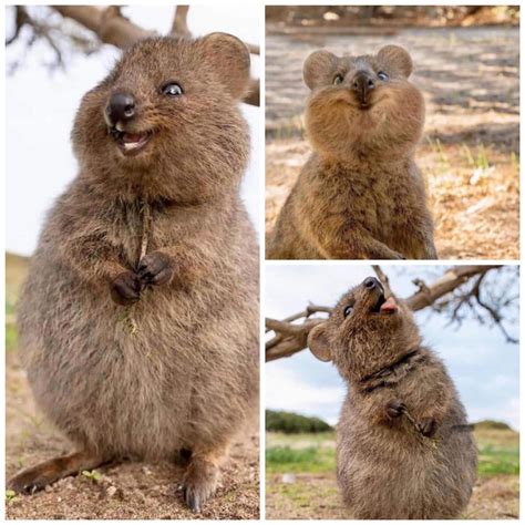 Quokkas are a rare species that live in southwest Australia, and are probably the cutest animals ...