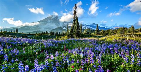 Meadow, Mountains, woods, Flowers - Beautiful views wallpapers: 3733x1920