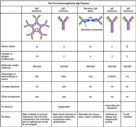 Immunoglobulins: Types and Functions | Concise Medical Knowledge