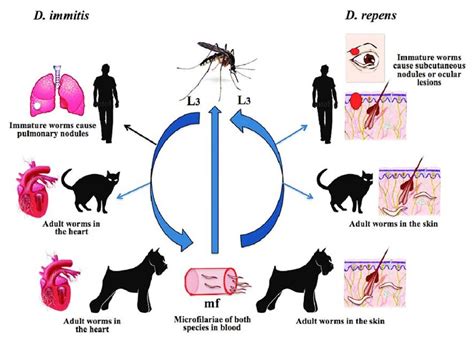 Biological life cycle for Dirofilaria immitis and Dirofilaria repens ...