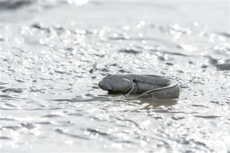 10 Cool Mudskipper Facts - Fact Animal