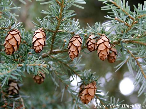 Tsuga heterophylla - Description | CG Encyclopedia