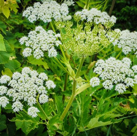 Giant hogweed: Map Shows Spread of Poisonous Plant Across UK