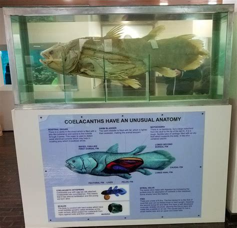 Coelacanth: transitional fossil?