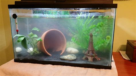 Any suggestions on how to improve my setup? I get my first axolotl in a week and I want him to ...