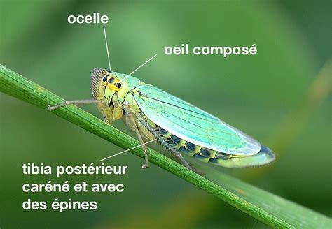 Cicadellidae - Galerie et clés de détermination