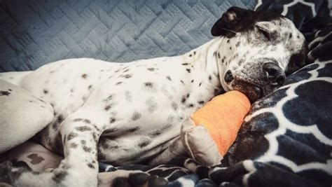 How To Make Your Dog More Comfortable After Surgery