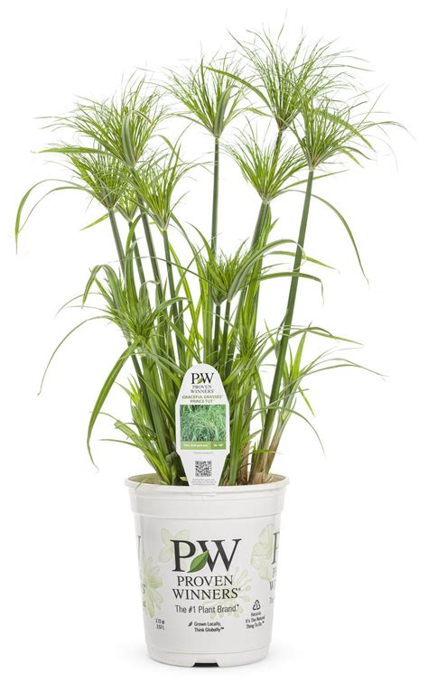 Graceful Grasses® Prince Tut™ - Dwarf Egyptian Papyrus - Cyperus ...