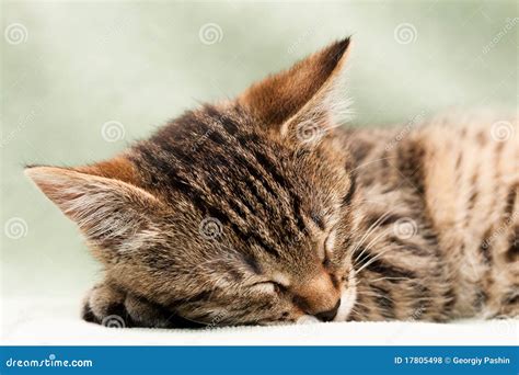 Tabby cat sleep stock photo. Image of domestic, striped - 17805498