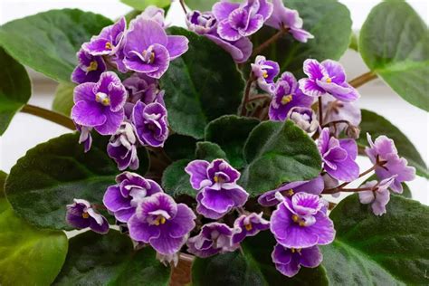 Tips on How to Get African Violets to Bloom - Garden Lovers Club