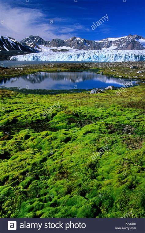 Arctic Moss High Resolution Stock Photography and Images - Alamy