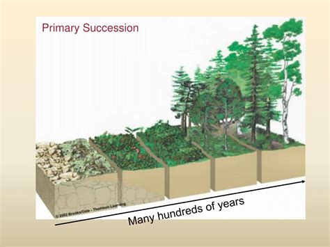 PPT - Primary succession: PowerPoint Presentation, free download - ID ...