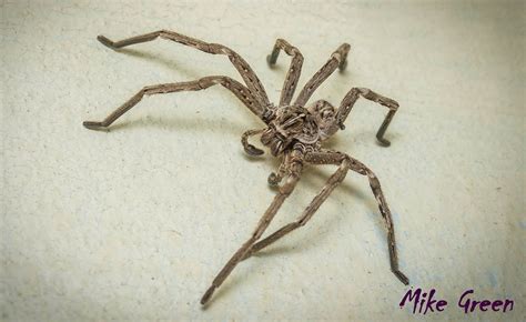 The Spider Club of Southern Africa | PLEASE READ : Huntsman Spiders ...