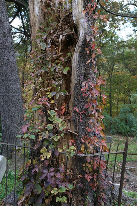 A Visit to the Old Coney Cemetery in Lonaconing, Allegany County, Maryland - Hanna History. com