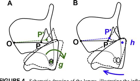 Figure 3 from The role of the cricothyroid joint anatomy in ...