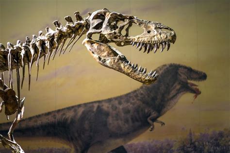 10 Facts About Albertosaurus