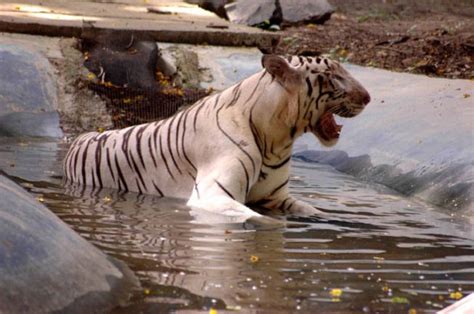 Explore the Beauty of Patna Zoo