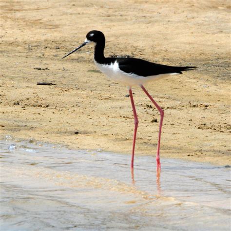 Hawaiʻi Birding Trails | Hawaiian black-necked stilt