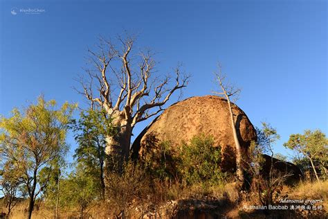 Australian Baobab (Adansonia gregorii), the only baobab tree naturally ...