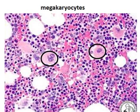 Histology of the Haematopoietic system Flashcards | Quizlet