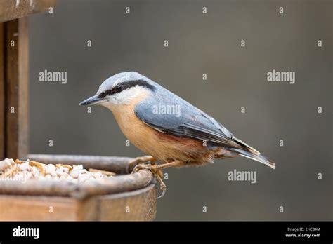 nuthatch isolated on bird feeder Stock Photo - Alamy