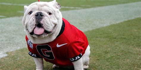 Georgia announces Uga X, known as Que, passed away Tuesday morning - On3