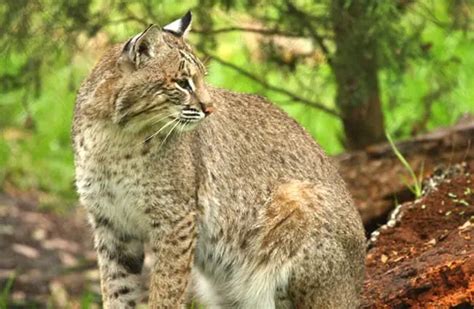 Bobcat - Description, Habitat, Image, Diet, and Interesting Facts