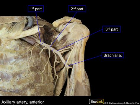 Dorsal Scapular Artery Cadaver