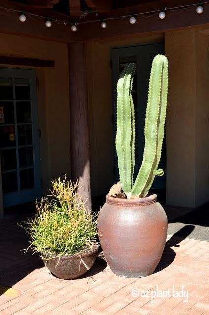 15 Arizona Desert Plants ideas | desert plants, plants, desert landscaping