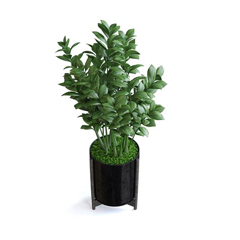 Zanzibar Gem Plant II 3D model | CGTrader