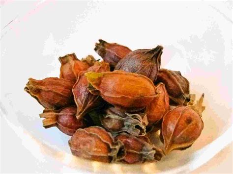 Recipes for Tom: Kuchinashi / shan zhi zi / zhi zi / dried gardenia fruit