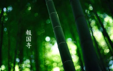 HD wallpaper: plants, leaves, bamboo | Wallpaper Flare