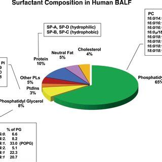 Surfactant composition. Pulmonary surfactant consists of phospholipids... | Download Scientific ...