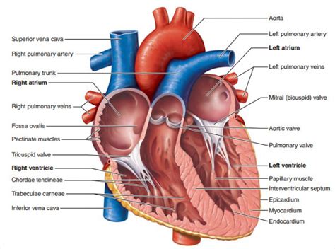 The Human Heart Diagram | Quizlet