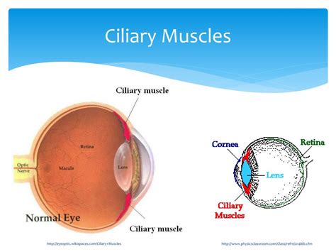 PPT - How the Eye Works PowerPoint Presentation, free download - ID:1866941