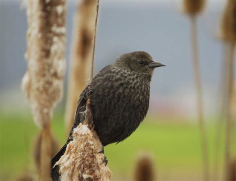 Tricolored Blackbird - East Cascades Audubon Society