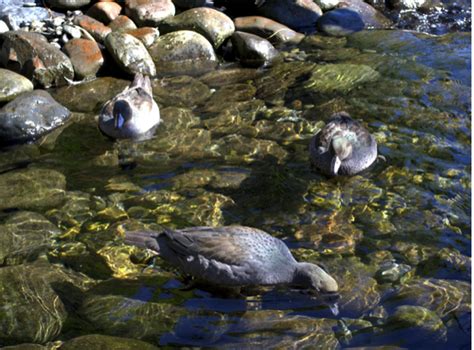 Tongariro River Trail | Advocates for the Tongariro River