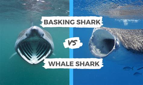 Basking Shark vs Whale Shark | Surf's Up Magazine