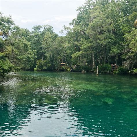 Guide to Homosassa Springs Wildlife State Park – Florida Lives