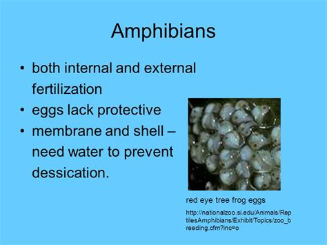 Phylum Chordata. - ppt download