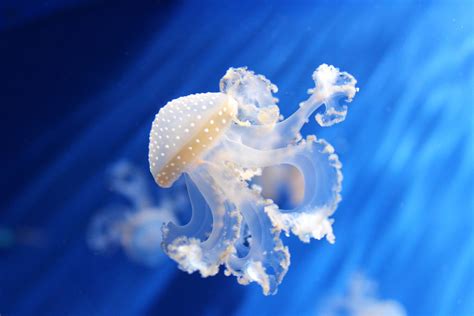 Cool Jellyfish Photography