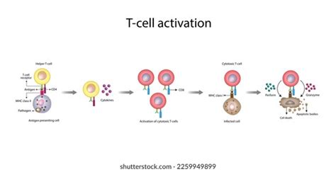 Cytotoxic T Cells Activation